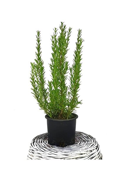 Rosemary Plant Seedling Rosmarinus Officinalis 10-20 cm
