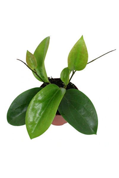 Eufloria Hoya surigaoensis EG 00897 Ø12cm