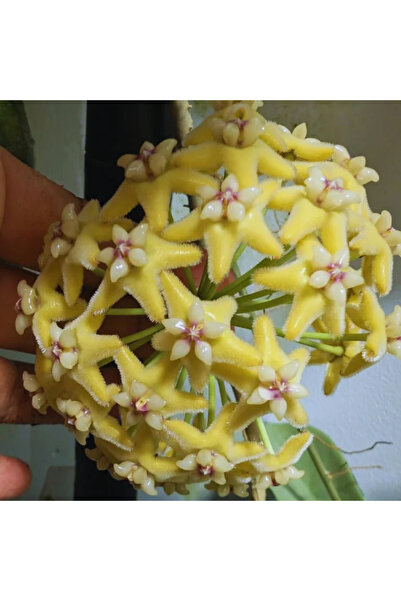 Eufloria Hoya coriacea SILVER Ø10.5cm