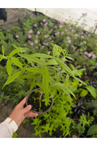 artemisiatıbbibitki Limonotu (Lippia Citriodora) Fidesi 14 cm lik Saksıda