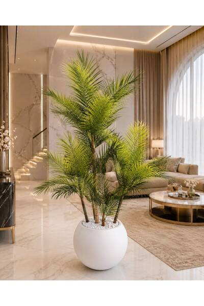Altun Çiçekcilik Areka 4 Gövdeli Ağaç 150 Cm Lux Saksı Dahıldır