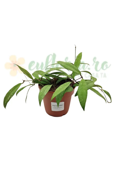 Eufloria Hoya scortechinii 'Pink' Ø12cm