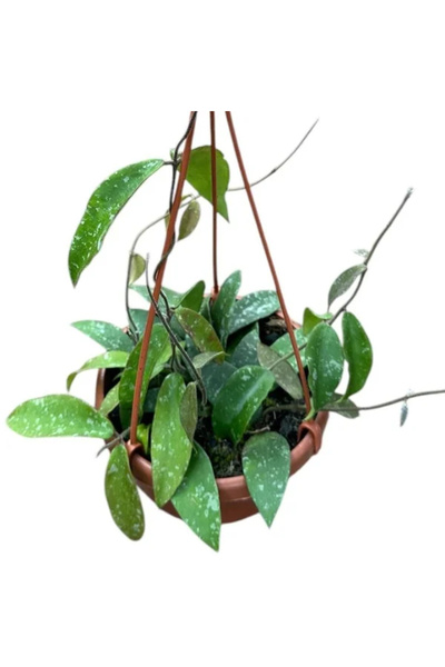 Eufloria Hoya phuwuaensis D14