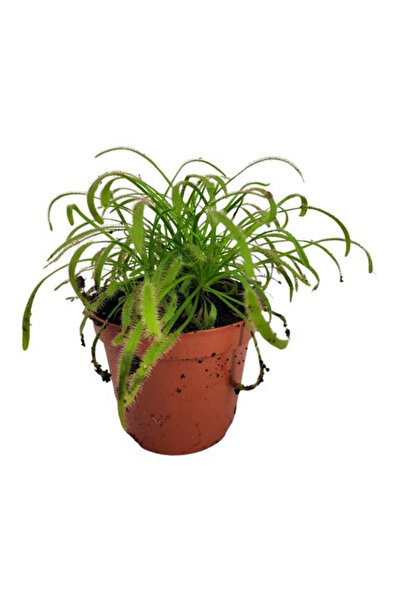 Eufloria Drosera capensis Ø8,5cm