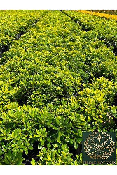 Bodur Pitos Yıldız Çalısı Bitkisi Pittosporum Tobira Nana Çiçeği 30-40 CM