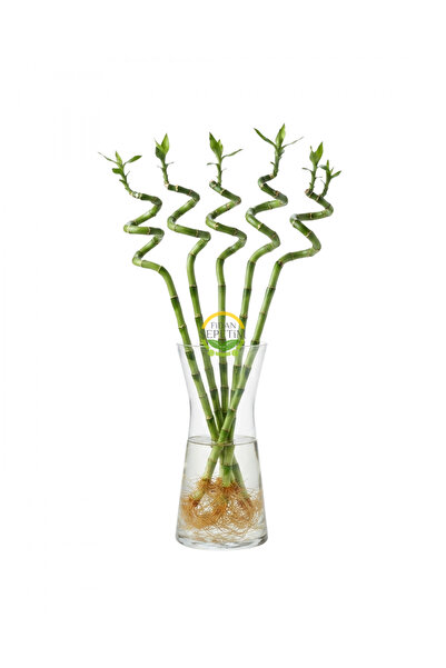 FİDAN SEPETİM Şans Bambusu Spiral 5'li Paket 50cm