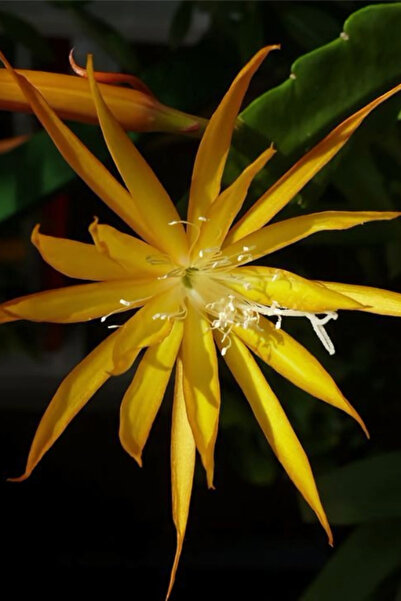 OEM Epiphyllum Fruhlingsgold