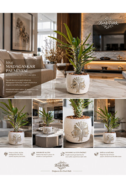 BitkiTÜRK 🌿✨ İthal Madagaskar Palmiyesi – Kabartmalı Beton Saksıda Premium D...