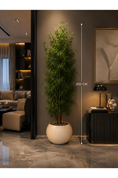 Rafef Bamboo Tree with Multiple Branches, 200 cm Long, with a Solid Core.
