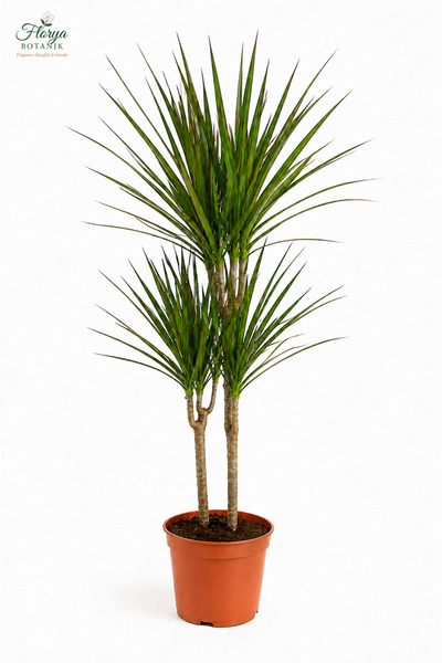 Florya Botanik Dracaena Marginata XL - Madagaskar Dragon Ağacı 2 İki Gövdeli ...