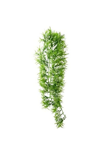 Hobby Climber Tropica Hanging Διακοσμητικό Φυτό 70cm