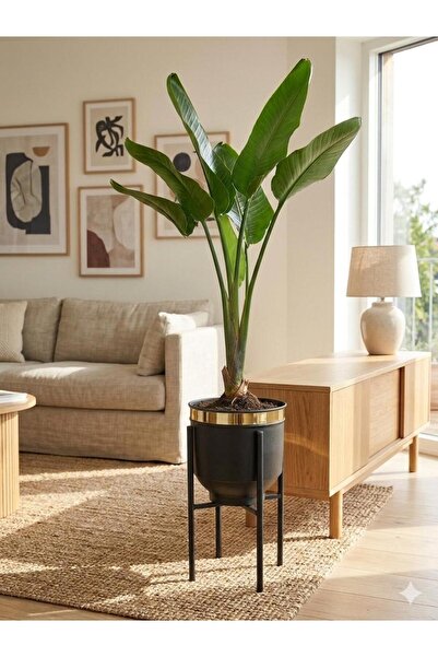 Yades Gold Detaylı Metal Ayaklı Siyah Saksı Standı 40 CM Dekoratif Modern Sak...