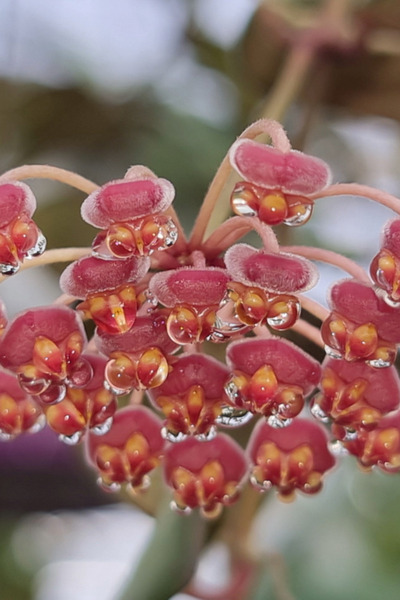 OEM Hoya Burtoniae Variegata, planta naturala
