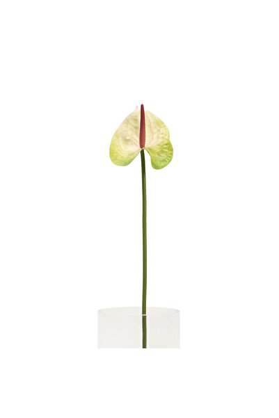 Midas Furniture ARTIFICIAL PLANT 66CM CREAM