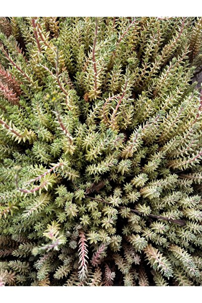 FİDEİSTE Sedum Lineare Variegatum (Alacalı Sedum) 5’li Viyol Seti – Mezar Üstü ve Bahçe İçin Dayanıklı Yer Örtücü Sukulent