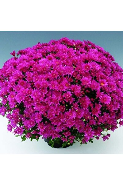 Bilgarden Özel Çeşit Branroyal Pink Pembe Kasımpatı Çiçeği Fidesi (1 Fide)