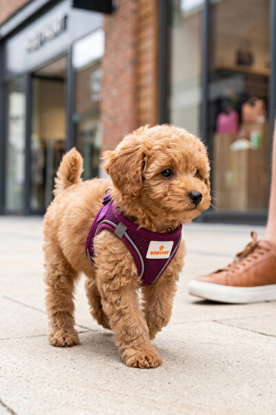 GOBYPET Kediler Ve Köpekler İçin Rahat, Dayanıklı Göğüs Tasması XXS