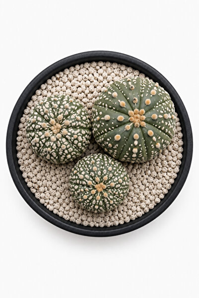Mialys Premium XL Seri | İthal Kaktüs ‘Astrophytum Super Kabuto’ 3’lü Özel Ko...