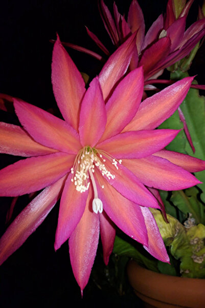 OEM Epiphyllum Sarah Courant, planta naturala
