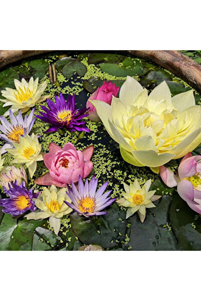 123 100Pcs Non-Gmo Lotus Pot Water Lily (Nelumbo) Planting Home Pond Garden F...