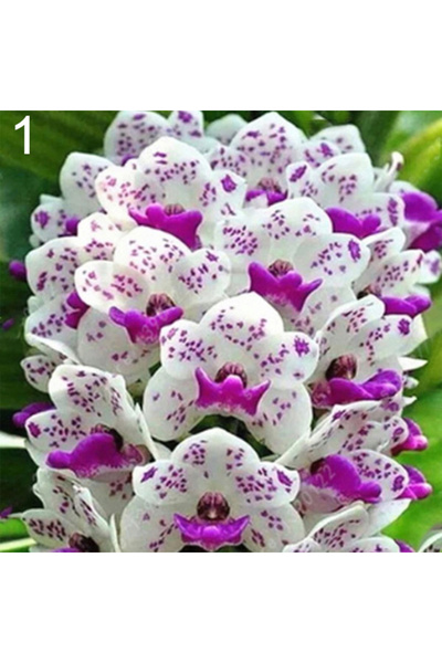 123 100 Vanilla Orchid Seeds, Cold Resistant, Suitable for All Seasons, Ideal...
