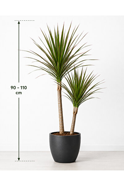 CANBOTANİK Dracena Marginata 90-110 cm Madagaskar Dragon Ağacı 2 gövdeli