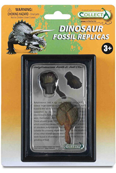 Collecta Dinte și coadă de Ankylosaurus, descoperite în cutie, 11,5 cm