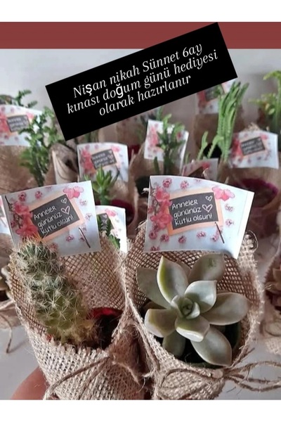 Hediyelik sukulent