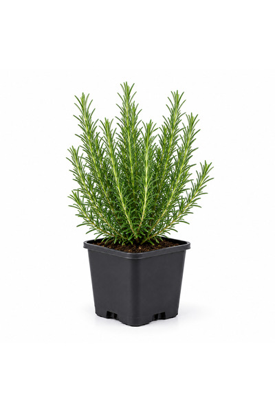 CANBOTANİK BİBERİYE FİDESİ 1 adet 10-20 cm 7 AROMA