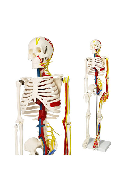 EgeAnatomi Maketleri İnsan İskeleti Modeli (Sinirler, Kan Damarları ve Kalp İ...