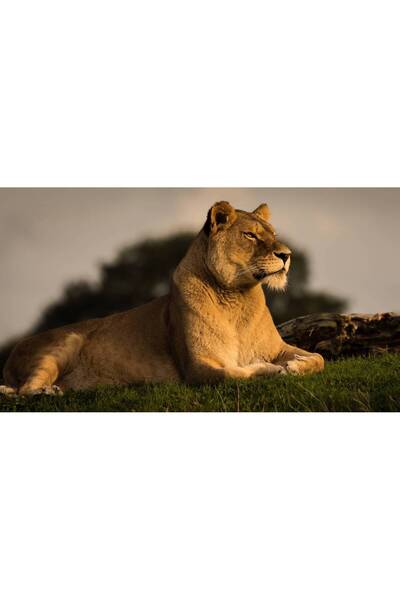 Persona Tablou canvas 100 x 70 cm, Animale model 353