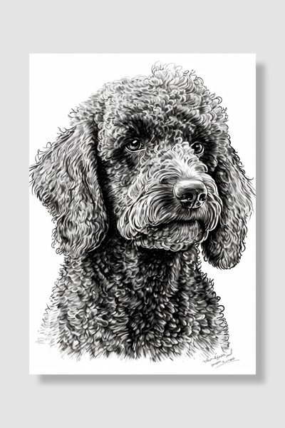 Luna Marissa Poster cu câine Pudel Poodle Portret detaliat în alb și negru în...
