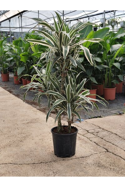 bitkidünyam Dracaena Marginata-3kök 110 cm – Canlı Salon Bitkisi 21/20 Üretim Saksısında