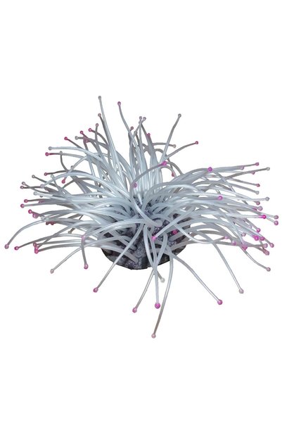 Ocean Free Anemona coral sidefiu pentru acvariu