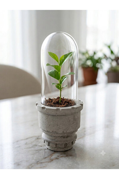 Duen Limon Filizi Yetiştirme Kiti - Dekoratif Beton Saksı ve Cam Fanus - 13 cm Fanus Limon
