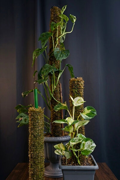 MossKitO 🌿 50 CM Modüler ( Uzatılabilir) Yosun Direği Seti – Bitki Destek Çu...