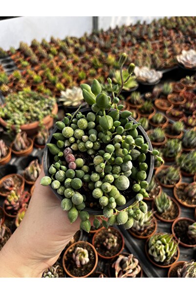 Sukulent Senecio Rawleyanus-Boncuk Sukulent -12cmlik saksıda