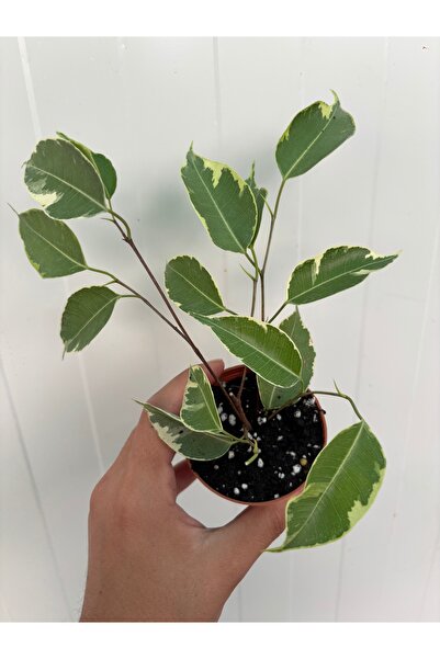 nazlı çiçekçilik Ficus Benjamina ‘Starlight’ (Alacalı Benjamin) – 7lik Saksıd...