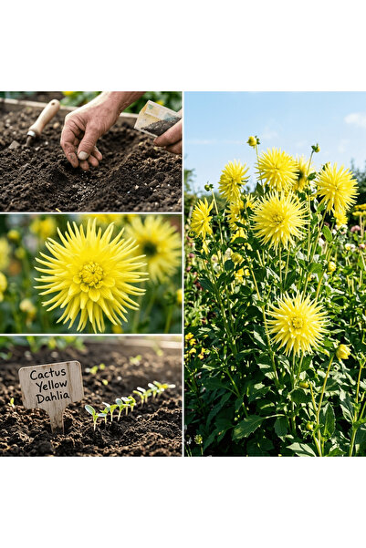 Bloom & Sow Seed بذور داليا صفراء ذات زهور على شكل صبار (100 حبة) - بذور دالي...
