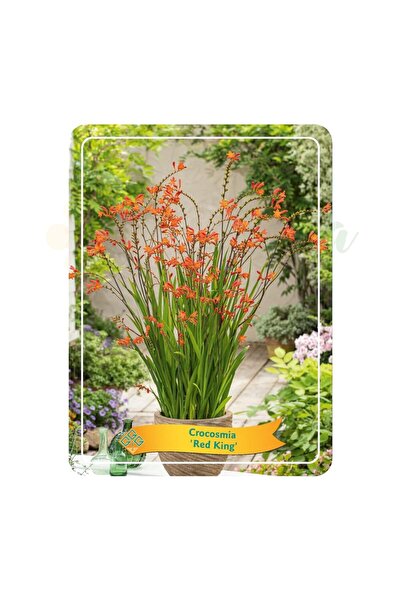 Eufloria Montbretia (Crocosmia) 'Red King' Ø11cm