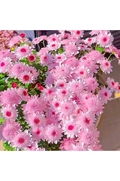 Bloom & Sow Seed بذور أقحوان وردي صغير مزدوج الزهرة (أقحوان خريفي متعدد الرؤو...