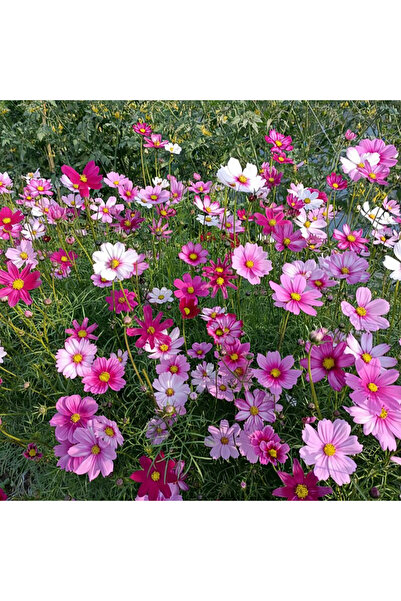 Bloom & Sow Seed بذور كوزموس متعددة الألوان - زهور برية كلاسيكية للزراعة في ا...