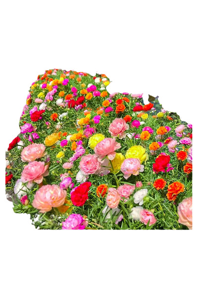 Bloom & Sow Seed بذور وردة الشمس المزدوجة متعددة الألوان النابضة بالحياة، أور...