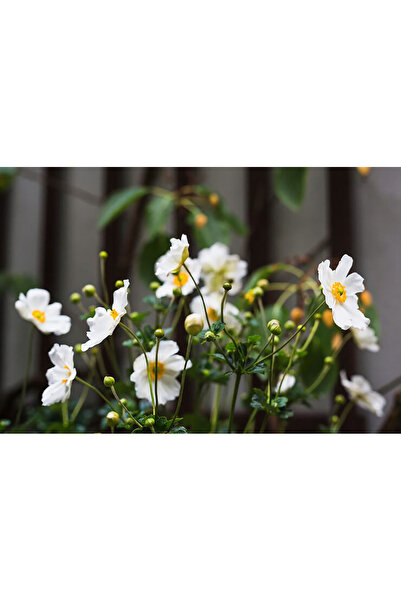 Bloom & Sow Seed White Single Autumn Anemone Seeds – PerJapanese Thimbleweed,...