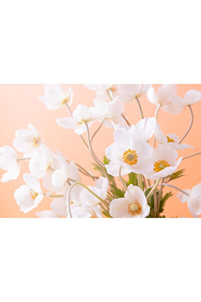 Bloom & Sow Seed بذور شقائق النعمان البيضاء للخريف – زهور بيضاء نقية مع أنصاف...