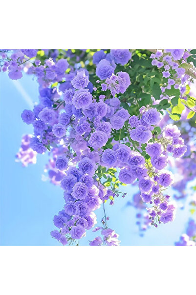 Bloom & Sow Seed بذور ورد أرجواني فاتح متسلق، ذو إزهار كثيف للجدران والبرجولا...