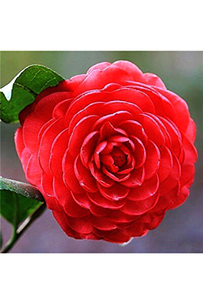 Bloom & Sow Seed Red Double Camellia Japonica Seeds, Ornamental Shrub Potted ...