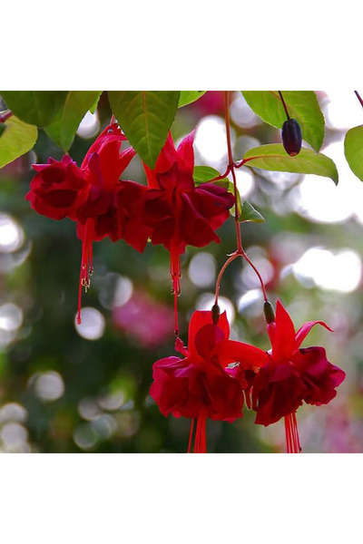 Bloom & Sow Seed Deep Red Double Fuchsia Seeds, Pendent Bell Blooms, for Hang...