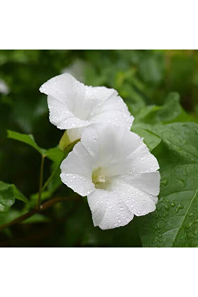 Bloom & Sow Seed Pure White Morning Glory Vine Seeds, Large Trumpet‑Shaped Fl...