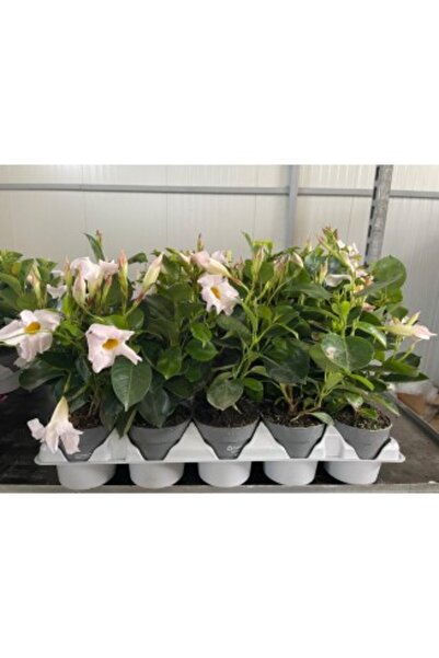 OEM Plantă în ghiveci, Iasomie braziliană albă, Dipladenia albă, Ghiveci 10.5 cm